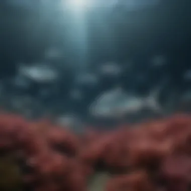 Habitat of Albacore Tuna Habitat of albacore tuna in the ocean