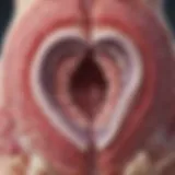 Illustration depicting the bacterial balance in the vaginal microbiome