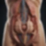 Illustration of bladder anatomy highlighting surgical areas