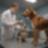 Dog receiving a veterinary check-up