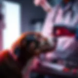 Veterinarian examining a dog's liver health