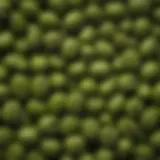 Close-up of raw green coffee beans showcasing their unique color and texture.