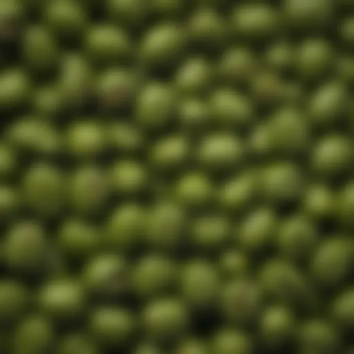 Close-up of raw green coffee beans showcasing their unique color and texture.