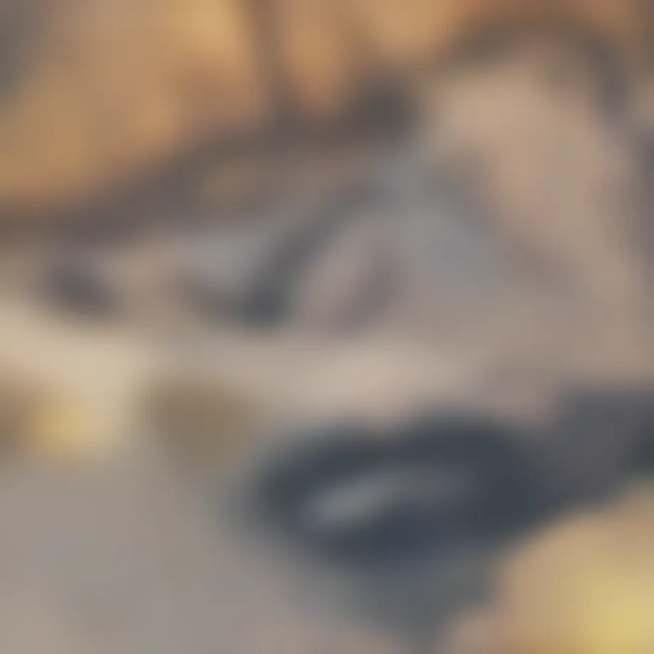 Close-up view of horsetail plant showcasing its distinctive features