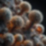 Close-up of mold spores under a microscope
