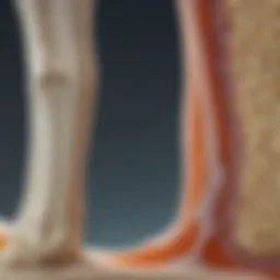 Illustration depicting the bone density scales for osteopenia and osteoporosis