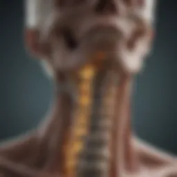 Visualization of cervical spine anatomy