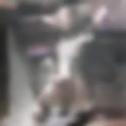 Illustration of lordosis highlighting lower back curvature