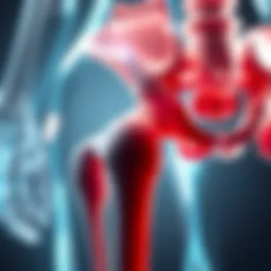 Illustration showing the biomechanical function of the hip joint during movement