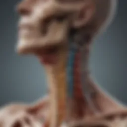 Detailed diagram of cervical spine anatomy
