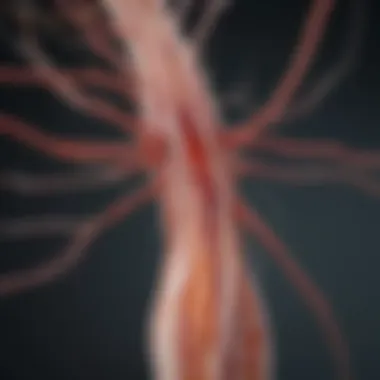 Nerve pathways illustrated in a diagram