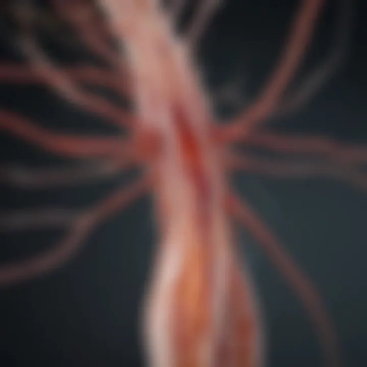 Nerve pathways illustrated in a diagram