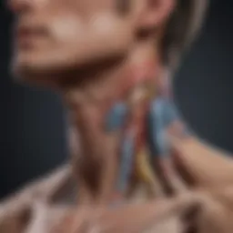 Diagram illustrating the anatomy of the neck muscles