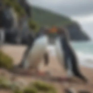 Conservation Research in Penguin Habitat A conservationist conducting research in a yellow-eyed penguin habitat.